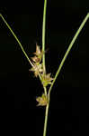 Arkansas sedge